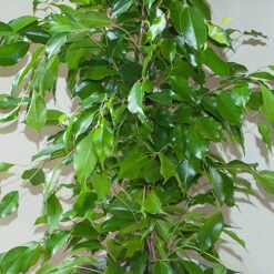 Ficus Benjamina Exotica 'Weeping Fig' -Garden Bulbs Store 800104 2