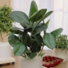 Rubber Plant Ficus Elastica 'Robusta' -Garden Bulbs Store 800105