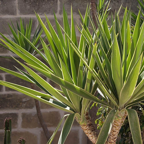 Yucca 2 Stem 45/20cm In 17cm Pot 70cm Tall 6 Yucca 2 Stem 45/20cm In 17cm Pot 70cm Tall - Image 4
