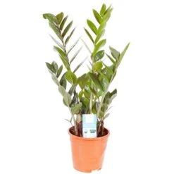 Zamioculcas Zamiifolia 'ZZ Plant' -Garden Bulbs Store 800108 2