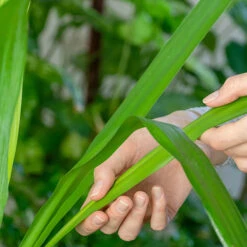 Yucca Elephantipes -Garden Bulbs Store 800109 1