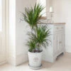 Dracaena Marginata 3 Stem -Garden Bulbs Store 800110