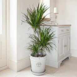 Dracaena Marginata 3 Stem