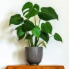 'Swiss Cheese Plant' Monstera Deliciosa -Garden Bulbs Store 800126