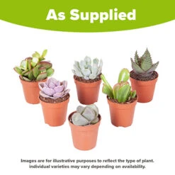 Indoor Succulents Mix -Garden Bulbs Store 800130 3