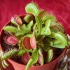 Venus Fly Trap 1 Venus Fly Trap -Garden Bulbs Store 800155