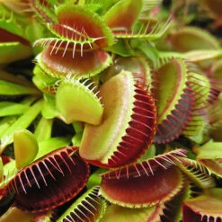Venus Fly Trap 10 Venus Fly Trap -Garden Bulbs Store 800155 2