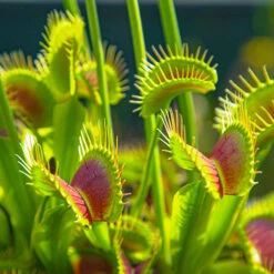 Venus Fly Trap 11 Venus Fly Trap -Garden Bulbs Store 800155 3