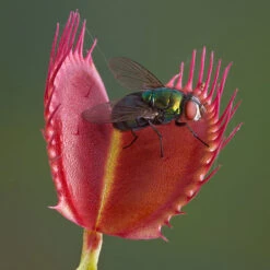 Venus Fly Trap 12 Venus Fly Trap -Garden Bulbs Store 800155 4