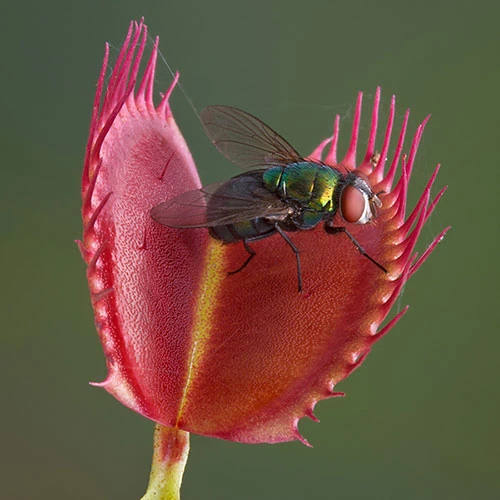 Venus Fly Trap 7 Venus Fly Trap - Image 5