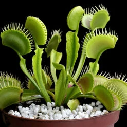 Venus Fly Trap 13 Venus Fly Trap -Garden Bulbs Store 800155 5