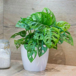 Monstera Monkey Leaf 5 Monstera Monkey Leaf -Garden Bulbs Store 800159 1