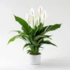 Peace Lily Spathiphyllum 'Sweet Silver'