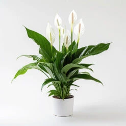 Peace Lily Spathiphyllum 'Sweet Silver'