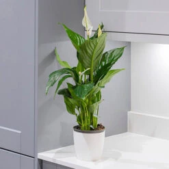 Peace Lily Spathiphyllum 'Sweet Silver' -Garden Bulbs Store 800179 2