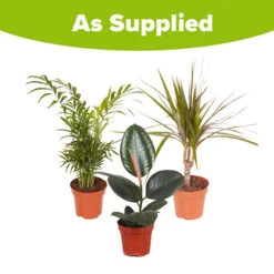 Houseplant Mix 3 Plants -Garden Bulbs Store 800196 5