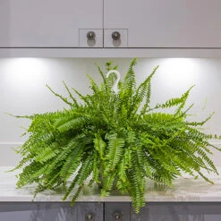 Nephrolepis Exaltata 'Sonata' (Boston Fern) 6 Nephrolepis Exaltata 'Sonata' (Boston Fern) -Garden Bulbs Store 800200 1