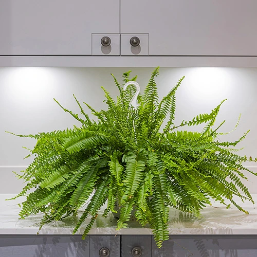 Nephrolepis Exaltata 'Sonata' (Boston Fern) 4 Nephrolepis Exaltata 'Sonata' (Boston Fern) - Image 2