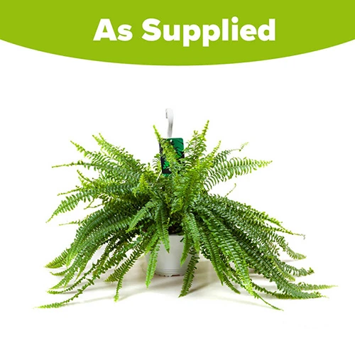 Nephrolepis Exaltata 'Sonata' (Boston Fern) 5 Nephrolepis Exaltata 'Sonata' (Boston Fern) - Image 3