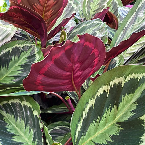 Prayer Plant Calathea 'Medallion' 3 Prayer Plant Calathea 'Medallion'