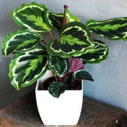Prayer Plant Calathea 'Medallion' 7 Prayer Plant Calathea 'Medallion' -Garden Bulbs Store 800212 2