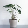 Alocasia Zebrina -Garden Bulbs Store 800237