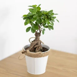 Ficus Microcarpa Ginseng -Garden Bulbs Store 800251 1