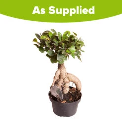 Ficus Microcarpa Ginseng -Garden Bulbs Store 800251 2