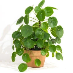 Chinese Money Plant -Garden Bulbs Store 800263 1