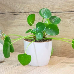 Chinese Money Plant -Garden Bulbs Store 800263 2