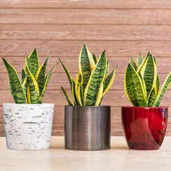 Sansevieria Trifasciata Laurentii 'Snake Plant' -Garden Bulbs Store 800265 2