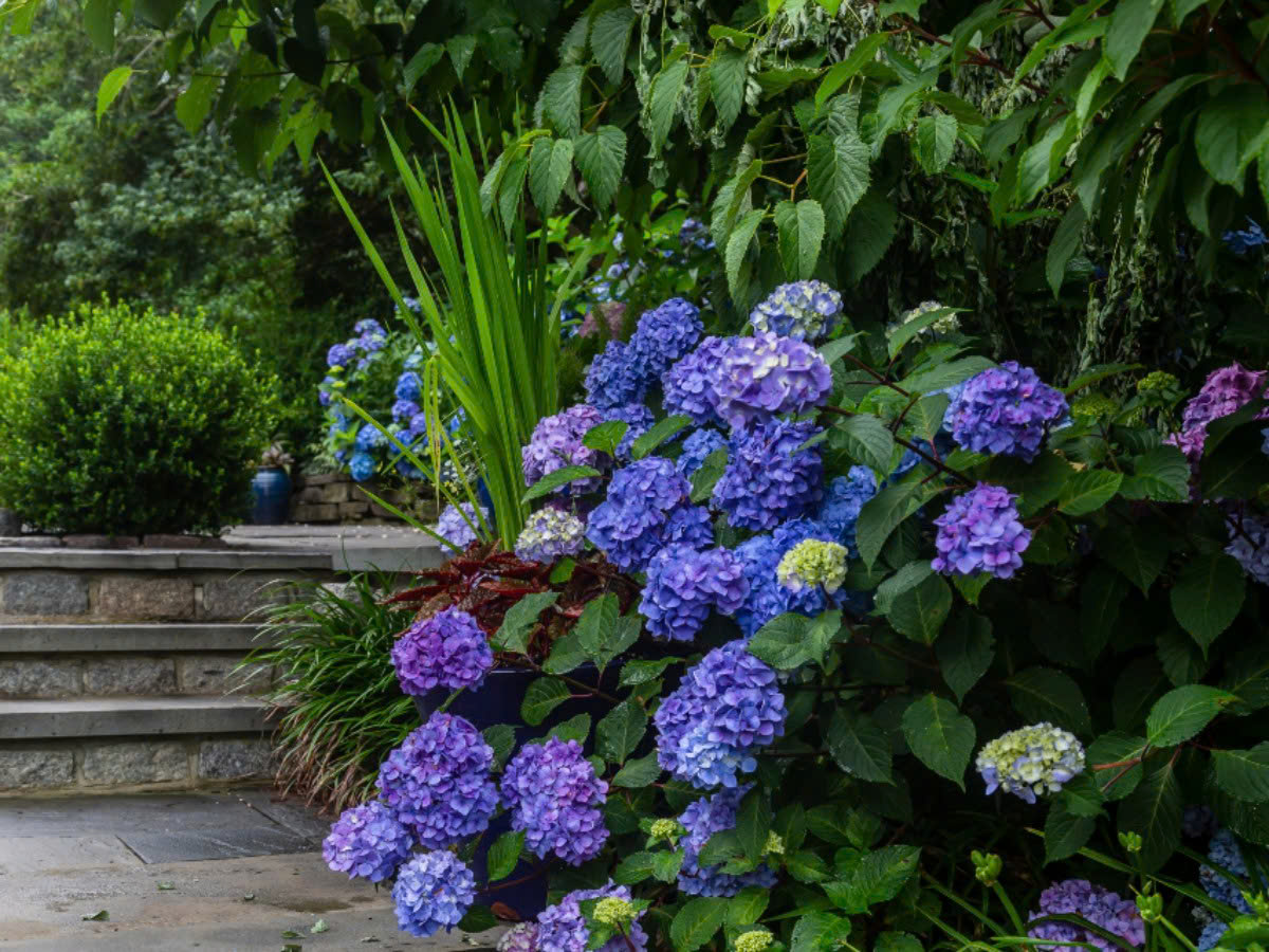 Garden Bulbs Store -Garden Bulbs Store z6353501118915 e7b37f34b7d502f95113210735f90529