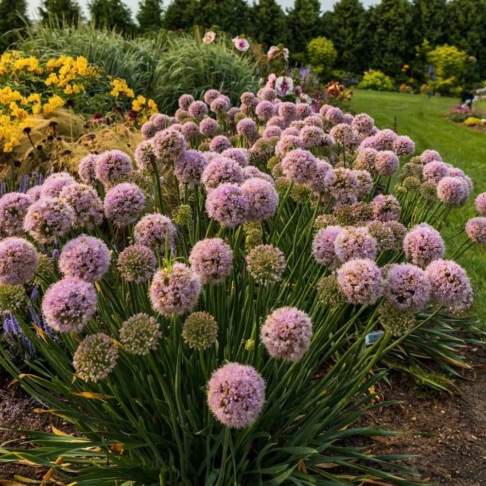 Garden Bulbs Store -Garden Bulbs Store z6353516594852 ebb20544da0ecf35fe53ea5b16289b72