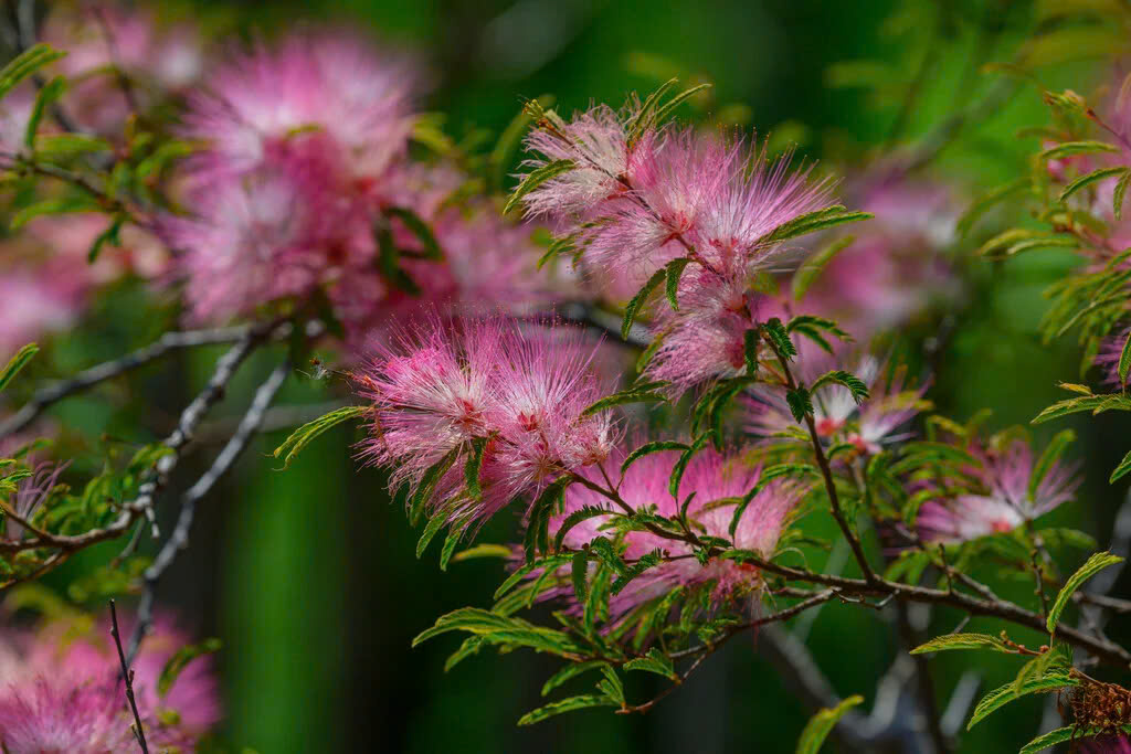 Garden Bulbs Store -Garden Bulbs Store z6353542591244 f57d58357963df5655b486f0d8dba58b